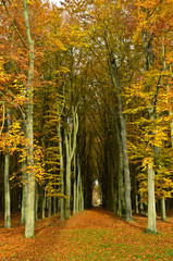 Autumn forest path