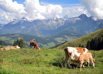 Fototapeta na wymiar Mutterkuhhaltung in den Alpen - suckling cow husbandry in the Al