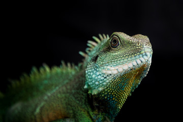 Fototapeta premium Wasseragame