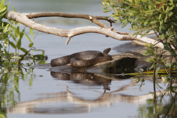 Northern Water Snake Basking on a Rock - Ontario, Canada