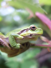 Tree frog.