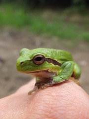 Tree frog.