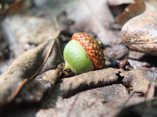 Oak seed.