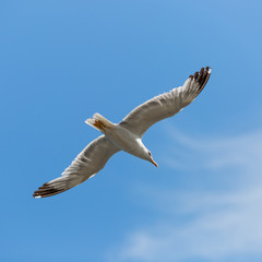 Bird In Flight