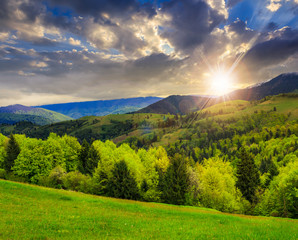 trees near valley in mountains  at sunset