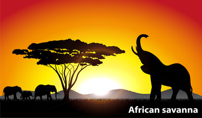 African savanna an evening landscape