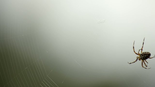 kreuzspinne