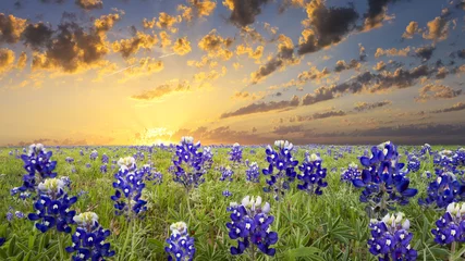 Wandcirkels tuinposter Bluebonnets in het Heuvelland van Texas © dfikar