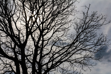 Close-up details of a dead tree Silhouette with solar sky