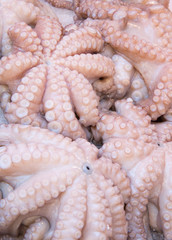 Tintenfische