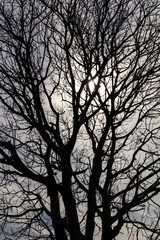 Close-up details of a dead tree Silhouette with solar sky