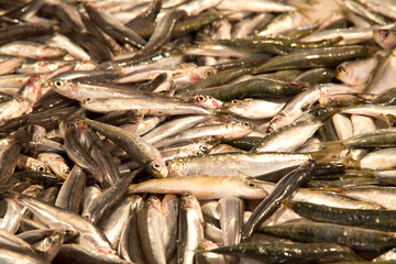 frischer Fisch