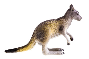 Kangaroo © Dario Lo Presti