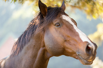 purebred racing horse