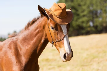 Cercles muraux Chevaux cheval portant un chapeau de cowboy