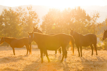 horse herd on ranch