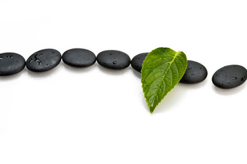 pebbles and green leaf