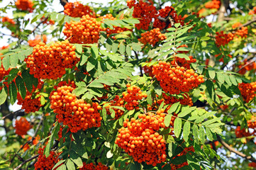 Rowan berries, Mountain ash (Sorbus) tree with ripe berry