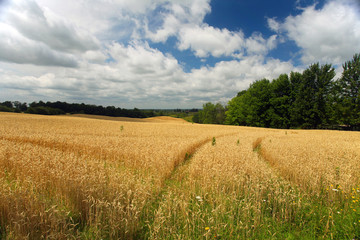 Wheat field