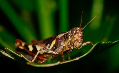 dark brown and yellow grasshopper standing on green leaf