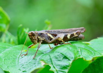 side view  of dark brown and yellow grasshopper standing on gree