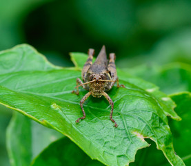front view  of dark brown and yellow grasshopper standing on gr