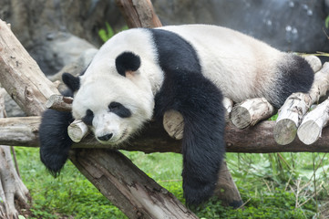 Obraz premium Giant panda bear sleeping