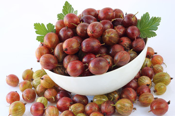 Ripe gooseberry abundance