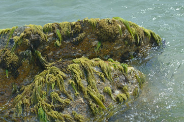 Two stones with algae on the seashore