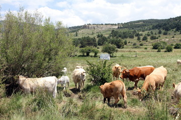 Naklejka na ściany i meble Landscape Gudar mountain range Aragon Spain