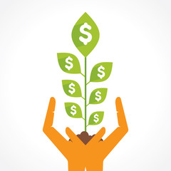 money plant in hand concept vector