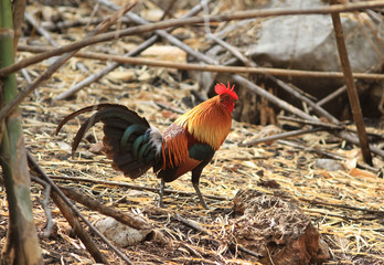 Red jungle fowl of Nature