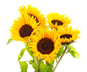 Obraz premium sunflowers