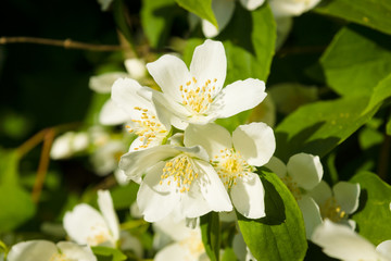Blooming jasmine