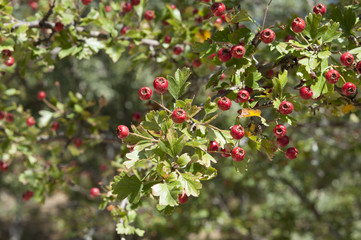 Common hawthorn, Crataegus monogyna