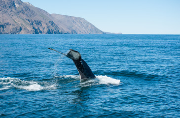 Humpback whale fin © Fyle
