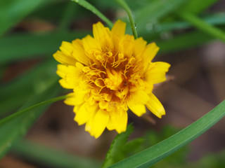 yellow dandelion © enskanto