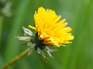 yellow dandelion © enskanto