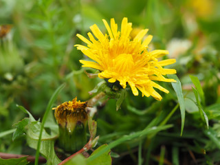 yellow dandelion © enskanto