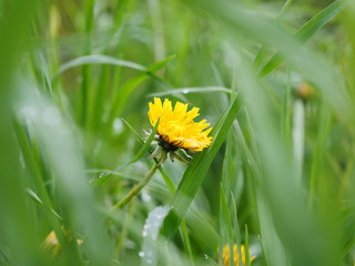 yellow dandelion © enskanto