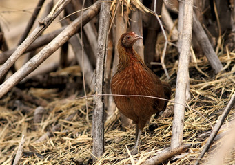 Red jungle fowl of Nature