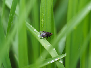 Fly on flower