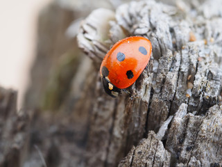 ladybug