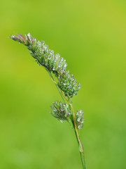 cereals in droplets