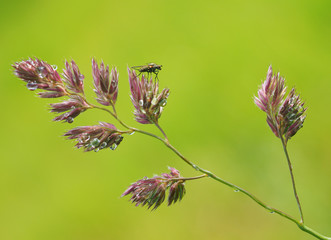 Fly on flower