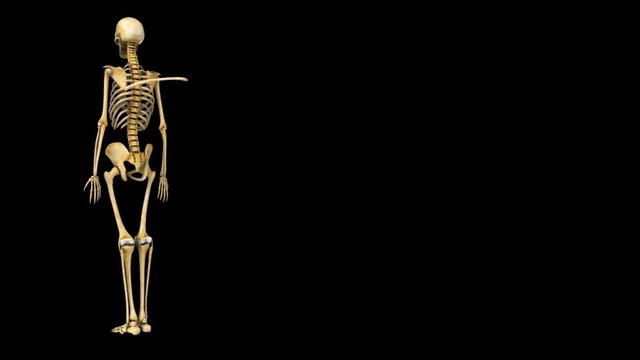 Clavicle