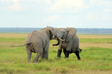 Fototapeta premium Elephant