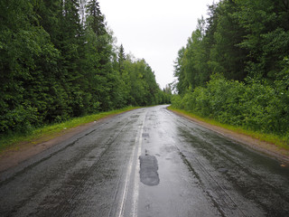 Fototapeta premium asphalt road in the forest