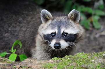 Raccoon