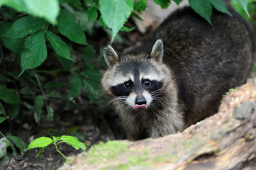 Raccoon